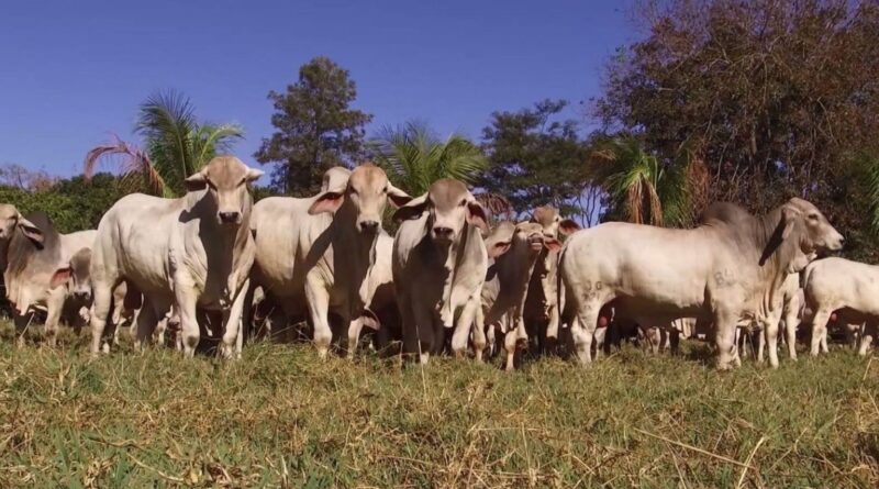 Da seleção ao lucro: genética tabapuã é a chave para a pecuária do Nordeste