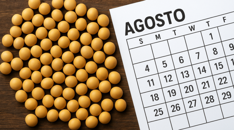 Agosto traz preços mais altos para a soja no Brasil; mercado aquece 'na largada'