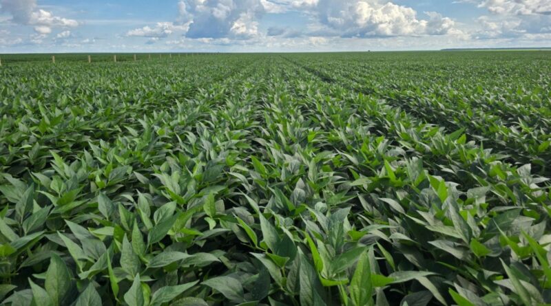 'Sairemos vitoriosos no final', diz diretor da Aprosoja após liminar restabelecer Moratória da Soja