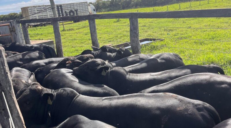 Pecuária em Rondônia: por que touros Angus não são a melhor escolha?