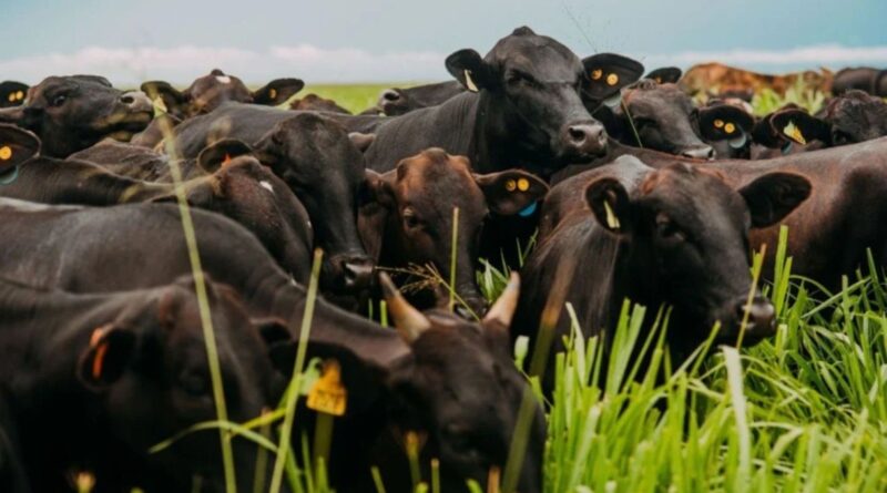 Rastreabilidade individual traz lucro e gestão para a pecuária brasileira. Entenda