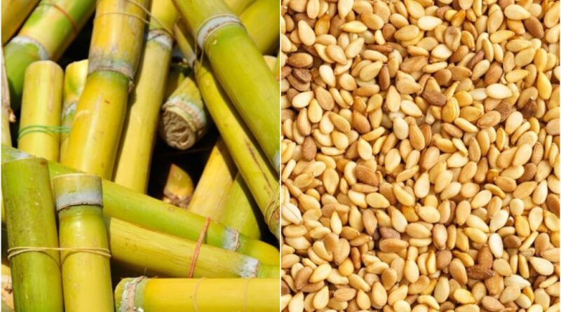 Brasil: cana-de-açúcar e gergelim
