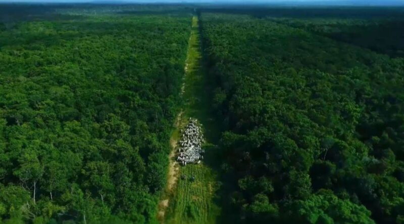 Pecuária na COP 30: Brasil pode liderar, mas precisa defender produtor