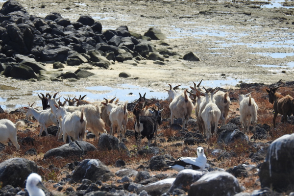 Cabras da Ilha de Abrolhos