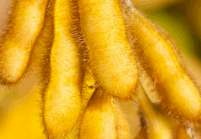 Com tarifaço, China aumenta compras de soja do Brasil