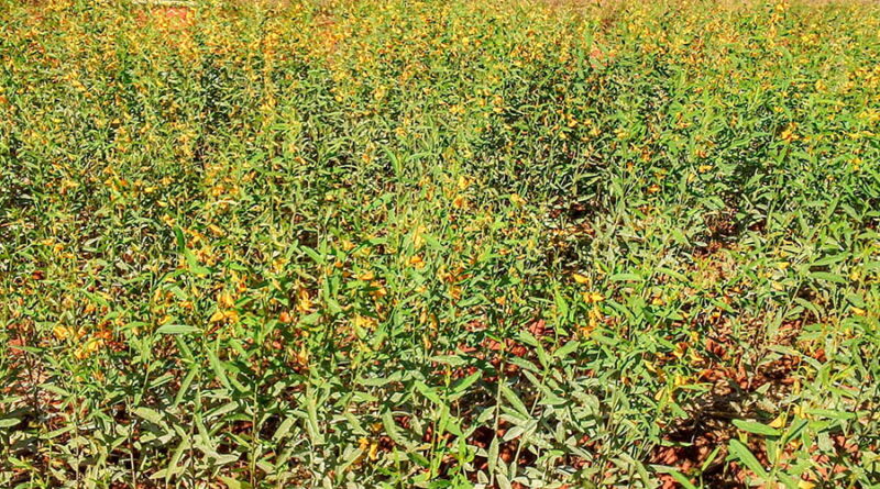 Plantas espontâneas