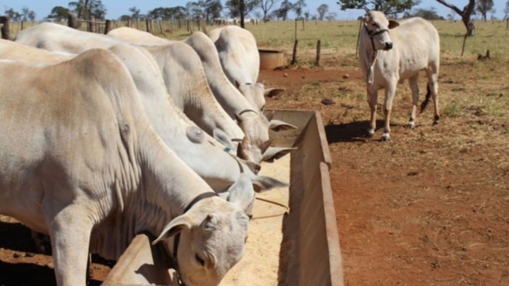 Bovinos em alimentação no cocho. Foto: Reprodução