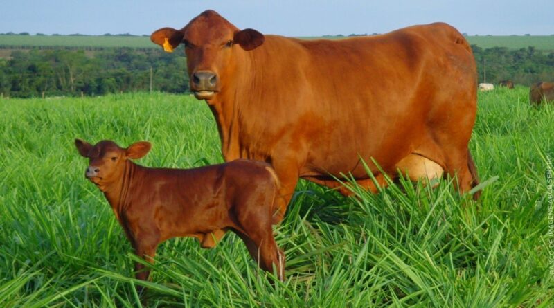 Senepol: raça de corte surpreende em aptidão leiteira. Saiba se isso é normal