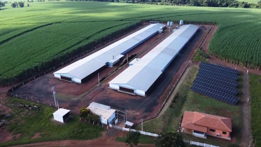 Avicultura: Carolina deixa a farmácia e vence no campo
