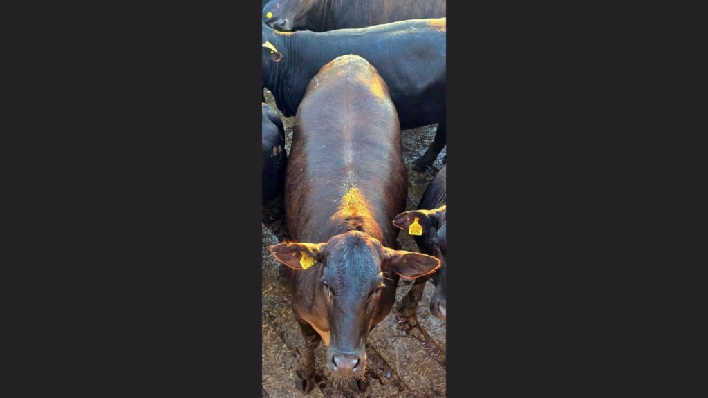 Foto: Divulgação/Friboi CPG