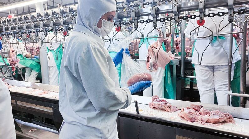 avicultura carne de frango inspeções