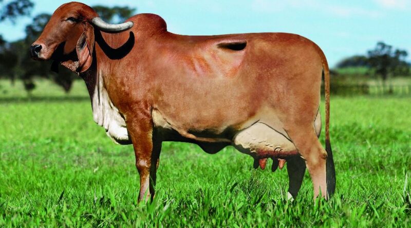 Estudo revela fatores decisivos para o sucesso da reprodução in vitro de gir leiteiro