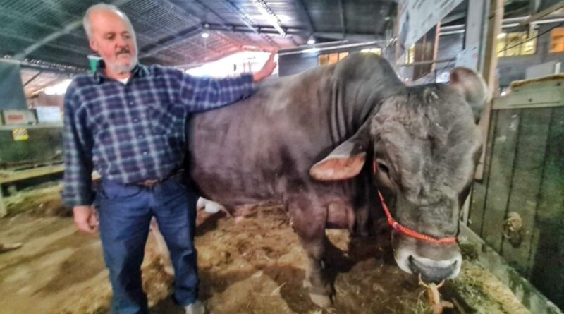 Expointer 2025: carrapaticida com 195% de retorno revoluciona a pecuária