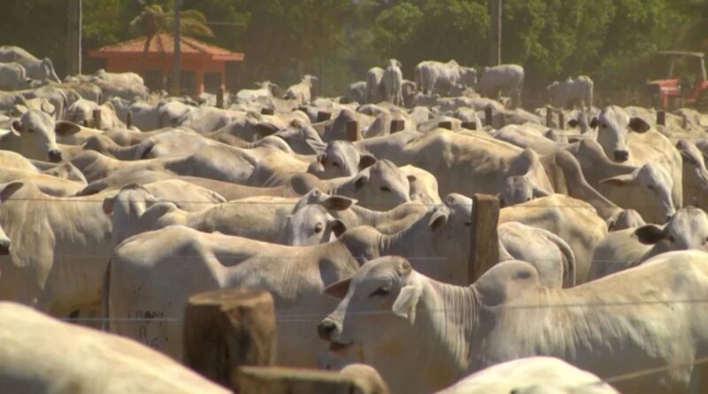 Confira estratégias para manter seu rebanho saudável na seca