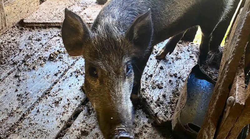 FPA cobra Ibama sobre medidas contra a proliferação de javalis