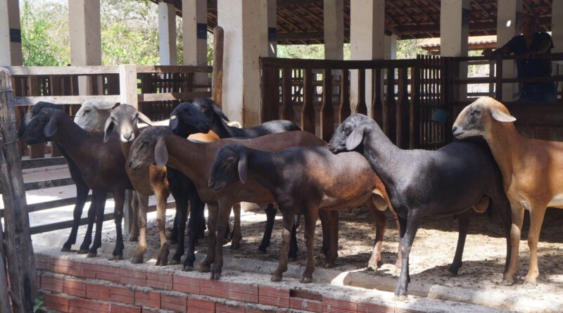 Embrapa lança serviço que identifica ovinos e caprinos mais produtivos