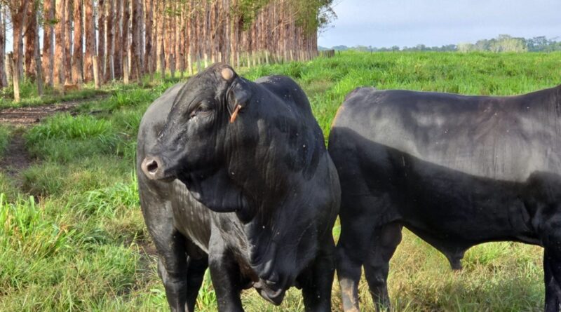Pecuária em MT: pecuarista faz boiada de 21 arrobas com TIP fora da curva