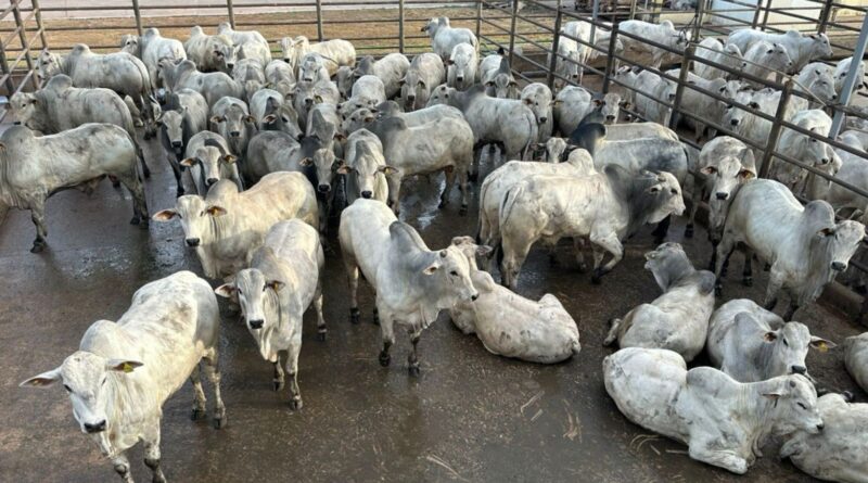 Circuito Nelore de Qualidade em MT: quase 800 carcaças avaliadas em Confresa