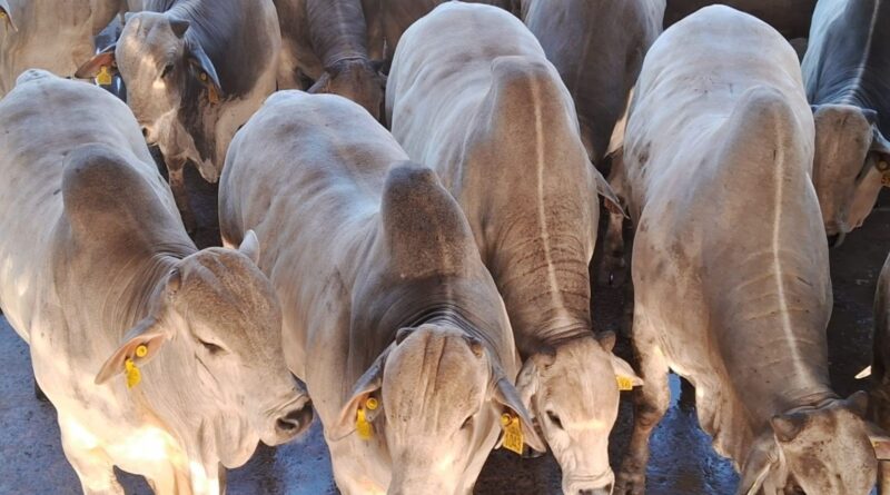 Boi nelore de 22 meses com 29,7 arrobas: recorde histórico em Lins (SP)