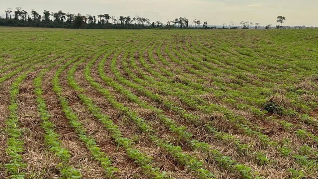 Plantio de soja em área de integração. Foto: Divulgação/Agropecuária Maragogipe