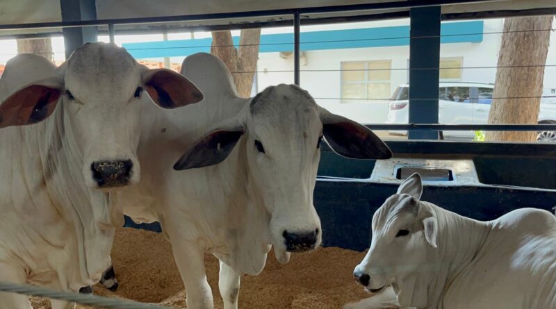Fórum leva a “Visão além dos números” à 18ª ExpoGenética