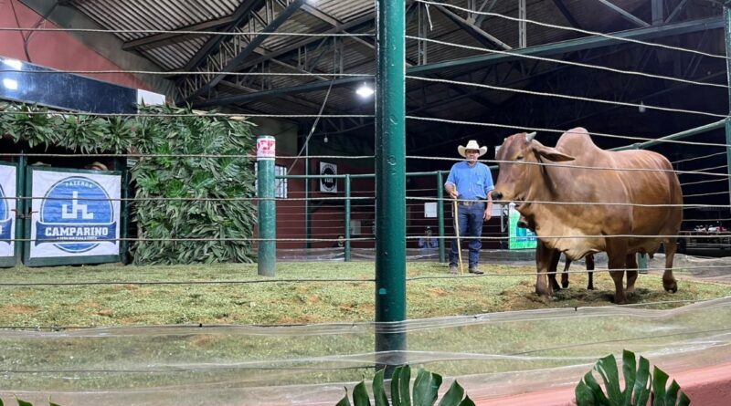 leilões já superam R$ 77 milhões em faturamento