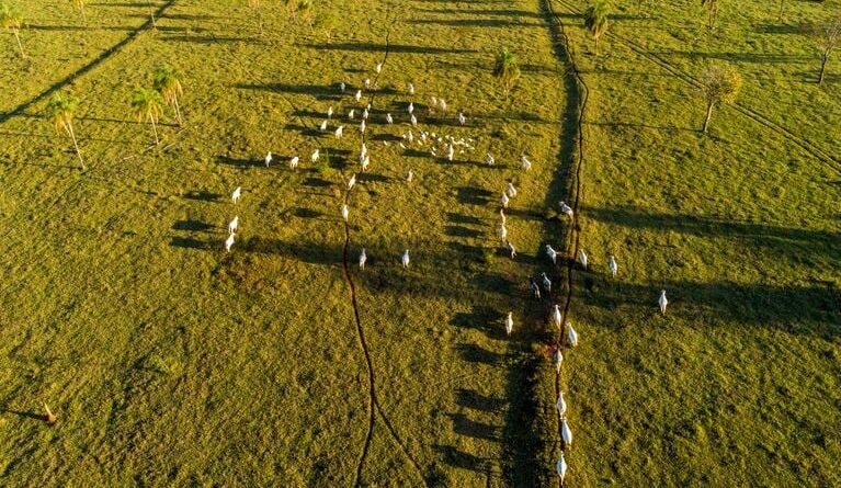 leilão áreas degradadas