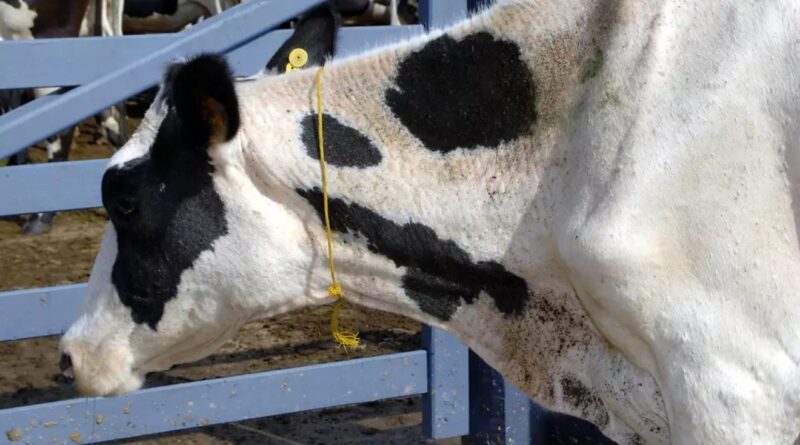 agosto é mês-chave para proteger o rebanho