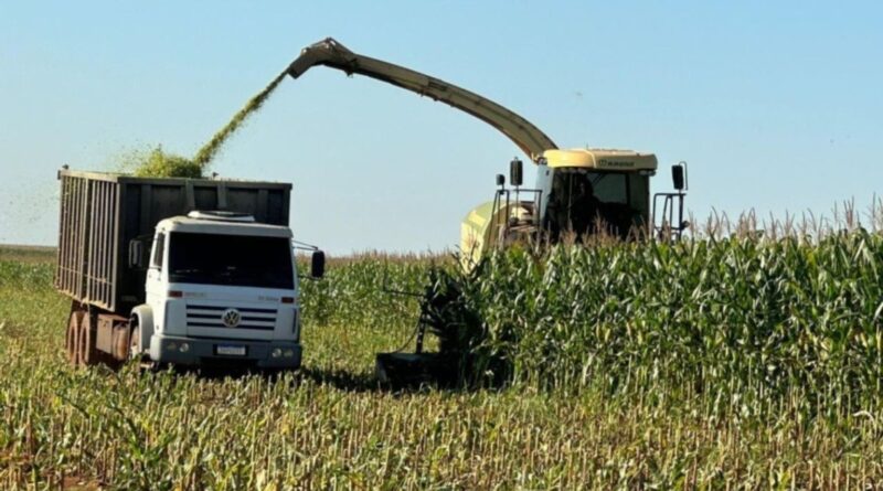 Confinamento lucrativo: como a escolha do volumoso impacta o seu lucro