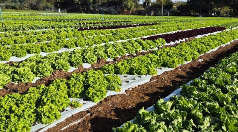 Plantação de hortaliças