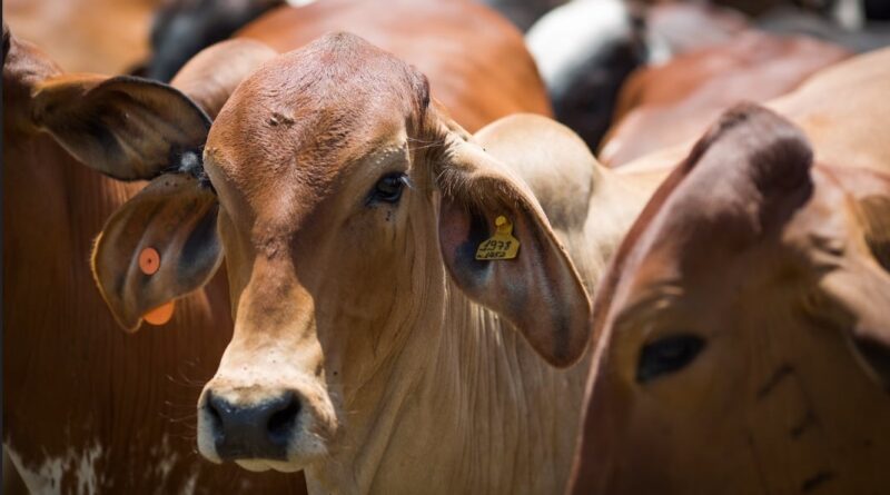 boi - ruminação - carbono - mercado do boi