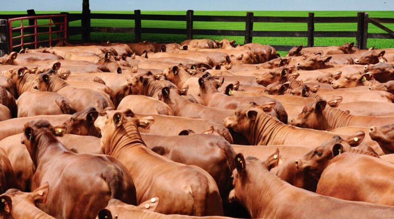 Holandês x Senepol: por que o cruzamento não é ideal para a pecuária leiteira?