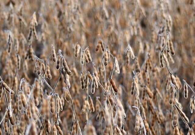 Moratória da Soja nunca freou desmatamento ilegal, afirma Aprosoja-MT