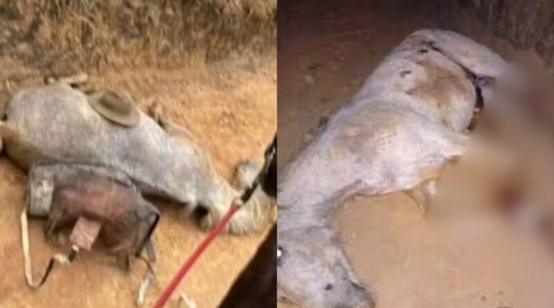 Morte de cavalo por maus-tratos é investigada pela polícia de São Paulo