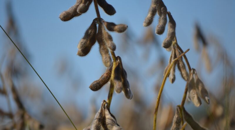 Nopa divulgará o resultado do esmagamento de soja dos EUA nesta sexta-feira