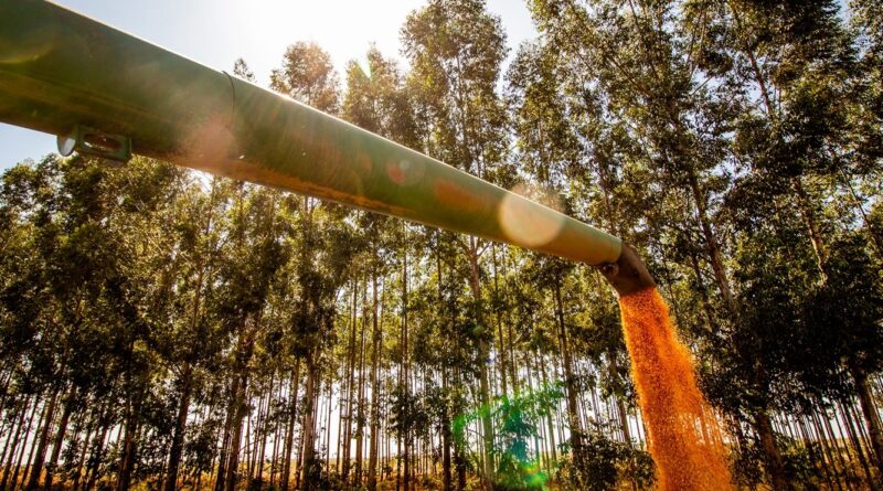 Nova revisão mantém safra recorde de grãos na Bahia em 2025