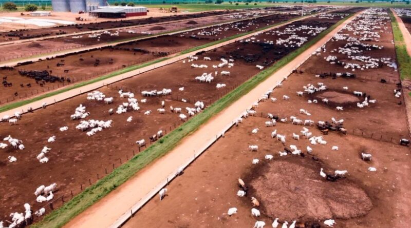 Nova Piratininga: os segredos da propriedade que alimenta 120 mil bois na seca