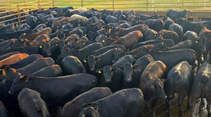 Da genética à mesa: novilhas angus com 17,5 arrobas provam o valor da pecuária de precisão