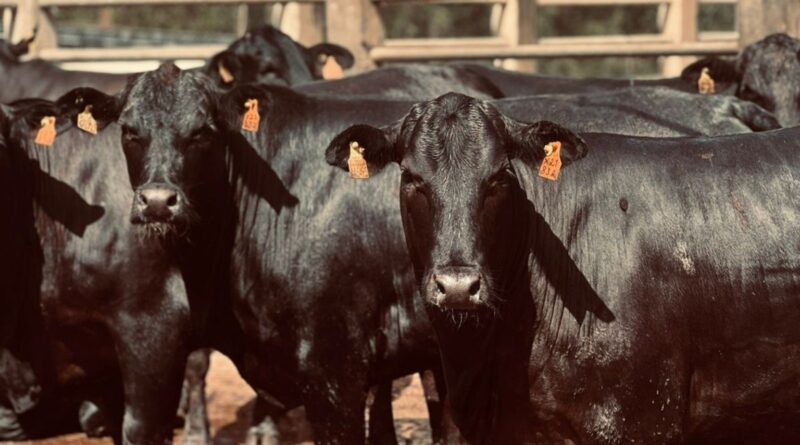 novilhas F1 angus superam 18 arrobas com confinamento