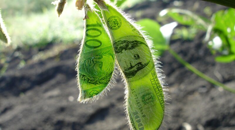 O USDA vem aí! Veja como ficaram as cotações da soja com a expectativa do relatório