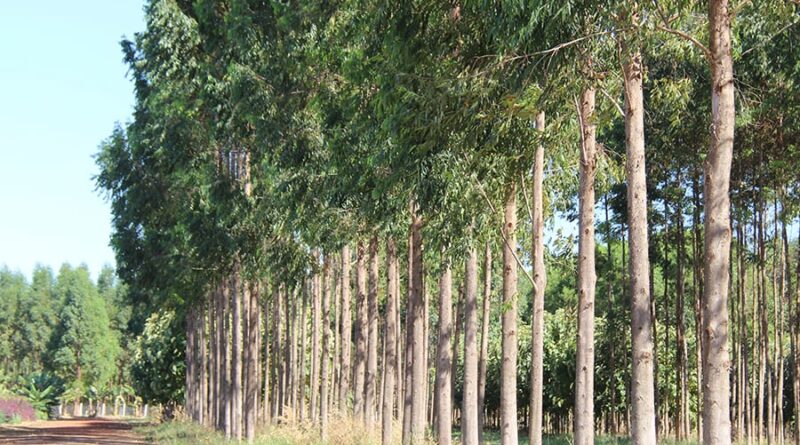 madeira propriedade rural planilha Embrapa