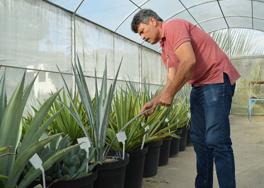 Pesquisador Tarcísio Gondim - Embrapa Algodão
