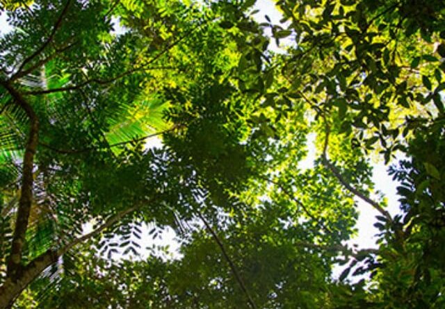 Prazo para decisão sobre novas regras do licenciamento ambiental termina amanhã