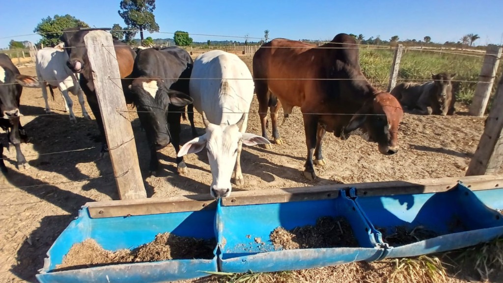 Bovinos de corte no confinamento. Foto: Ezequias Freitas/Friboi de Ariquemes (RO)