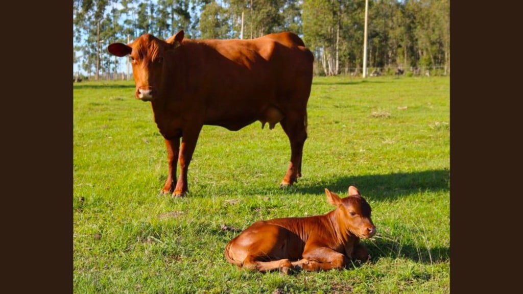 Bovinos da raça Senepol. Foto: Divulgação/ABCB Senepol