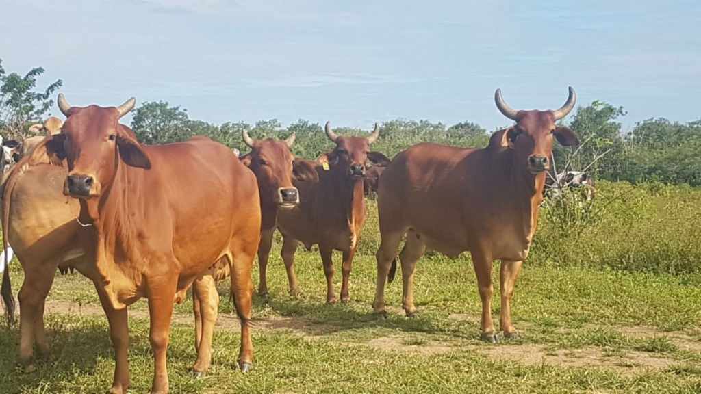 Bovinos da raça Sindi puros de origem (PO) da Embrapa reconhecidos pela ABCZ. Foto: Fernanda Birolo/Embrapa Semiárido