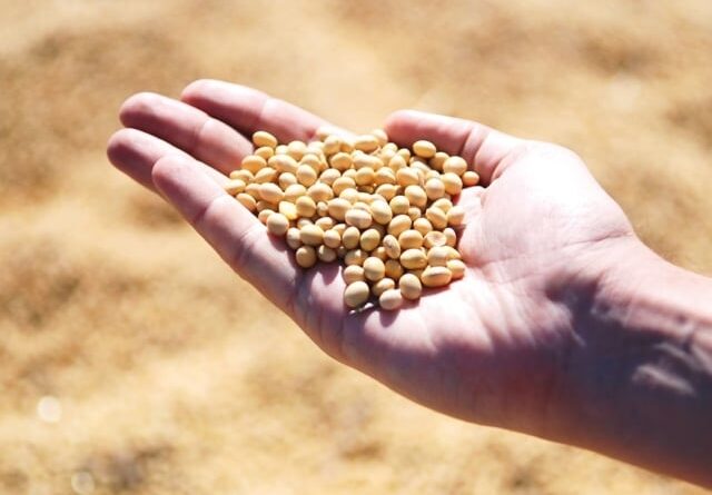 Soja brasileira rouba espaço dos EUA; preços sobem e mercado ganha ritmo
