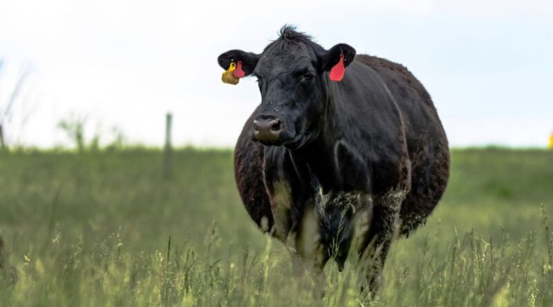 Soro fetal bovino do Brasil ganha acesso à União Euroasiática