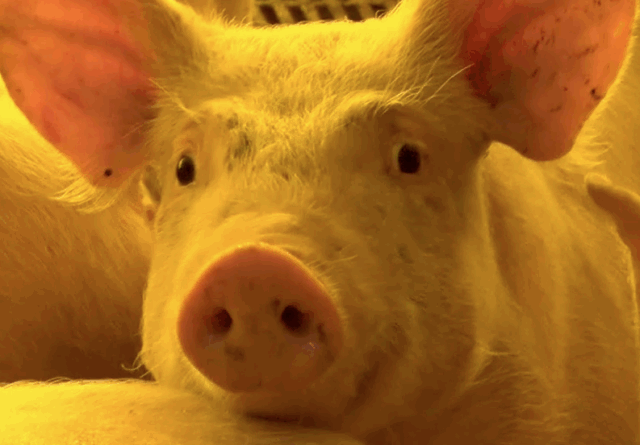 Suínos: especialista analisa evolução das produções e exportações