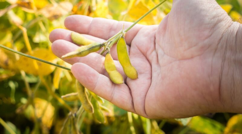 Clima passa a ditar ritmo do mercado de soja no Brasil; USDA reduz números da oleaginosa
